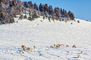 Antelopes on the snow, Montana Photograph by Tatiana Travelways