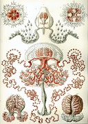 Anthomedusa Drawing by Ernst Haeckel