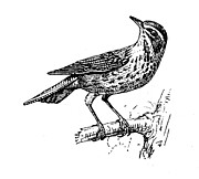 Antique illustration: redwing (Turdus iliacus) Drawing by Ilbusca