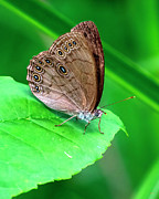 Appalachian Brown or Woods Eyed Brown DIN0396 Photograph by Gerry Gantt Appalachian Brown or Woods Eyed Brown DIN0396 Photograph by Gerry Gantt