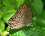 Appalachian Brown or Woods Eyed Brown DIN0397 Photograph by Gerry Gantt Appalachian Brown or Woods Eyed Brown DIN0397 Photograph by Gerry Gantt