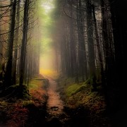Appalachian Trail Photograph by Rick Kratz