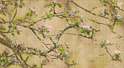 Apple Blossoms Digital Art by Mark Mille Apple Blossoms Digital Art by Mark Mille