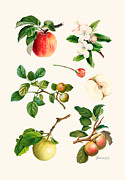 Apple collage Digital Art by Johanna Virtanen