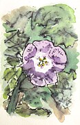 Apple of Peru Drawing by Dianna Hardy