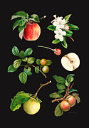 Apples digital collage Digital Art by Johanna Virtanen
