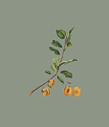 Apricot  Pomona    Painting by Celestial Images