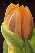 Apricot Tulip Photograph by Jill Love