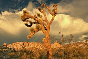 April 2025 Joshua Tree Sunset Photograph by Alain Zarinelli