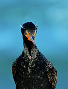 Aqua Eyes Photograph by John F Tsumas