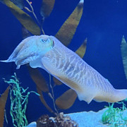 Aquarium Fish Photograph by Cindy's Creative Corner