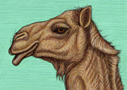 Arabian Camel  Painting by Amy E Fraser