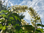 Arbor Bliss Photograph by Margaret Emory Design Arbor Bliss Photograph by Margaret Emory Design