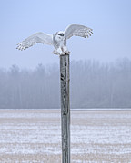 Arctic Gargoyle Photograph by James Overesch