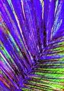 Areca Peacock Plume  Digital Art by Pamela Smale Williams