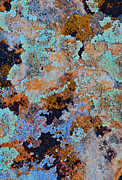 Arizona Carpet Photograph by Mae Wertz