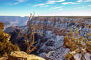 Dead Tree at the Grand Canyon Photograph by Ed Clark Dead Tree at the Grand Canyon Photograph by Ed Clark