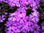 Arrival of Spring Photograph by Amy Dundon
