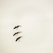 Arrivals Photograph by Dubi Roman