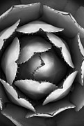 Artichoke Agave Macro Photograph Photograph by William Dunigan