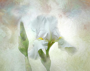 Artistic White Iris Digital Art by Amy Dundon