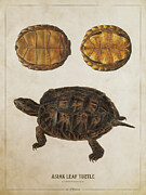 Asian Leaf Turtle Digital Art by Aged Pixel