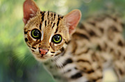 Asian Leopard Cub Photograph by Laura Fasulo Asian Leopard Cub Photograph by Laura Fasulo