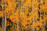 Aspen Abstract Blur Photograph by Denise Bush
