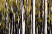 Aspen Abstract No.1 Photograph by Margaret Pitcher