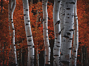 Aspen Fire Photograph by Abbie Matthews