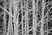 Aspen Forest Close-up Photograph by Denise Bush