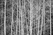 Aspen Forest Contrast Photograph by Denise Bush
