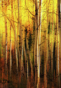 Aspen Glory Photograph by Dan Sproul Aspen Glory Photograph by Dan Sproul