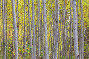 Aspen Grove Photograph by Paul Schultz