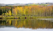 Aspen Reflection Photograph by Aaron Spong