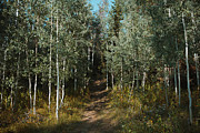 Aspen Trail Photograph by K Bradley Washburn Aspen Trail Photograph by K Bradley Washburn