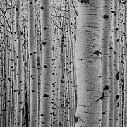 Aspen Trees Photograph by Arina Gallery