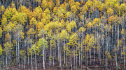 Aspens Photograph by Thomas Hall
