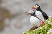 Atlantic puffins (Fratercula arctica) at Grimsey Island. Photograph by Andrew Peacock