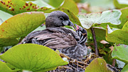 Attentive Mother Photograph by Jerry Cahill