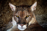 Attitude Photograph by Steve Templeton
