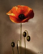 Attractive poppy Digital Art by Samuel HUYNH