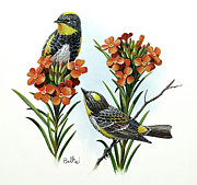 Audubon Warbler and Scarlet Globemallow Painting by Don Balke Audubon Warbler and Scarlet Globemallow Painting by Don Balke