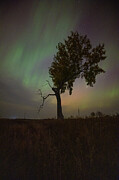 Aurora Tree Green Photograph by Aaron J Groen Aurora Tree Green Photograph by Aaron J Groen