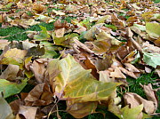 Autumn abounds Photograph by Caritas Creation