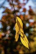 Autumn Abstract-1 Photograph by Charles Hite Autumn Abstract-1 Photograph by Charles Hite