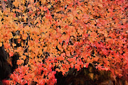 Autumn Abstract 1 Digital Art by JC Findley