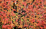 Autumn Abstract 2 Digital Art by JC Findley