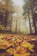 Autumn Photograph by Adrian Limani