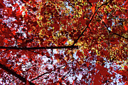 Autumn Awning Photograph by Mike Smale